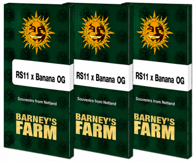 картинка RS11 x Banana OG от магазина Semki