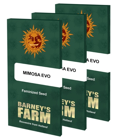 картинка Mimosa Evo от магазина Semki