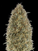 картинка Gorilla Blue от магазина Semki
