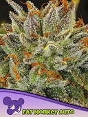 картинка Fat Monkey Auto от магазина Semki