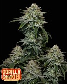 картинка Gorilla Cookies Auto от магазина Semki