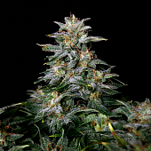 картинка Lowryder regular от магазина Semki