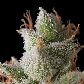 картинка White Widow Auto от магазина Semki