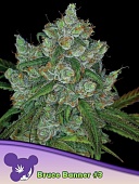 картинка Bruce Banner #3 от магазина Semki
