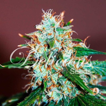 картинка Critical Neville Haze 2.0 от магазина Semki