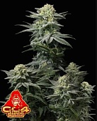 картинка GG4 Sherbet FF от магазина Semki