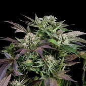 картинка Blueberry Auto от магазина Semki