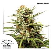 картинка Auto White Widow от магазина Semki