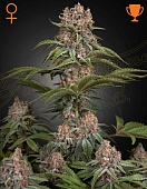 картинка Pure Kush от магазина Semki
