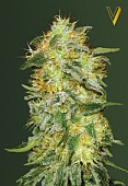 картинка Auto Original Limonade Skunk  от магазина Semki