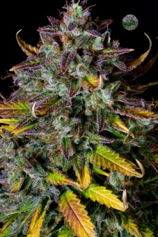 картинка Pineapple Express Auto от магазина Semki