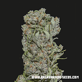 картинка White Critical Express от магазина Semki