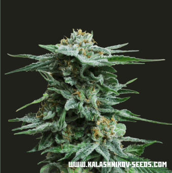 картинка AK Kush от магазина Semki