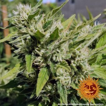 картинка Critical Kush reg. от магазина Semki