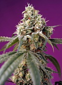 картинка Bruce Banner Auto от магазина Semki