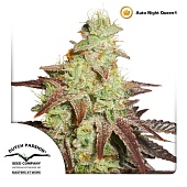 картинка Auto Night Queen от магазина Semki
