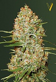 картинка Auto Amnesium от магазина Semki