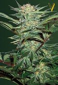 картинка Auto White Widow от магазина Semki