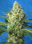 картинка Jack 47 XL Auto от магазина Semki