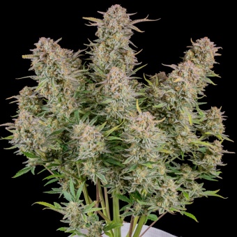 картинка Bruce Banner Auto от магазина Semki