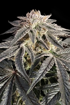 картинка Permanent Marker от магазина Semki