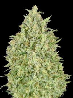 картинка Auto Pineapple Glue от магазина Semki