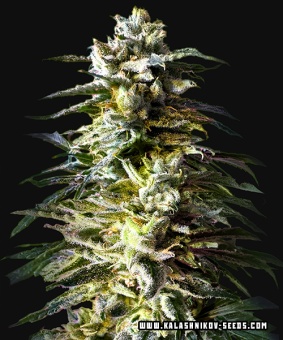картинка Bruce Killer Auto от магазина Semki