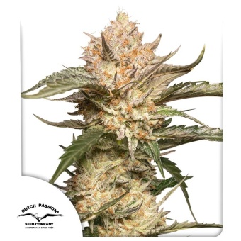 картинка Auto Trichome & Cream от магазина Semki