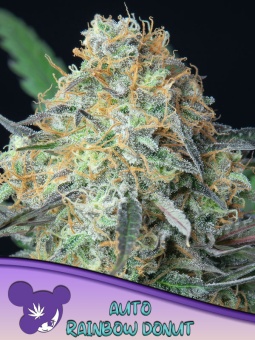 картинка Rainbow Donut Auto от магазина Semki