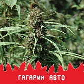 картинка Gagarin Auto от магазина Semki