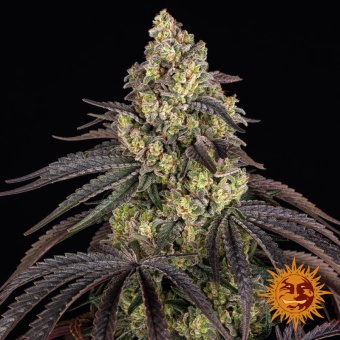 картинка Kush Mintz от магазина Semki