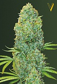 картинка Amnesia Haze от магазина Semki