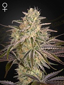 картинка Cloud Walker от магазина Semki