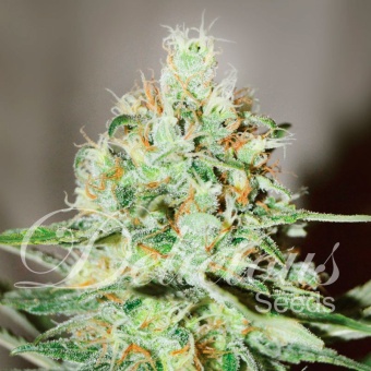 картинка Lord Kush от магазина Semki