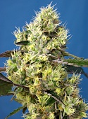 картинка Sweet Gelato Auto от магазина Semki