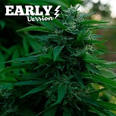 картинка Lord Kush Early Version от магазина Semki