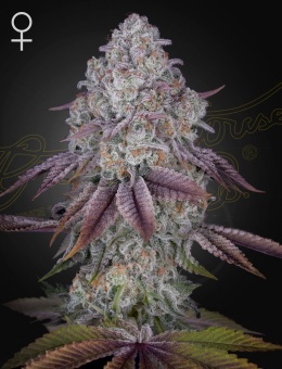 картинка Persian Pie от магазина Semki