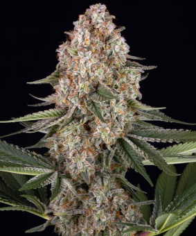 картинка Mendo Breath от магазина Semki
