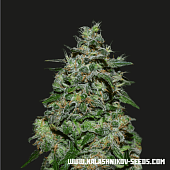 картинка AK Kush Express от магазина Semki