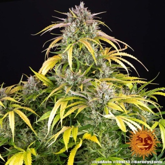 картинка LSD Auto от магазина Semki