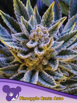 картинка Pineapple Runtz Auto от магазина Semki