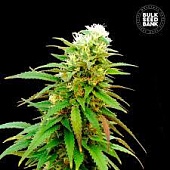 картинка Auto Zkittly Zi Zi от магазина Semki